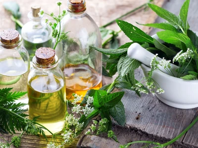 Tác hại tiềm ẩn của trà lá nam 10 vị khi lạm dụng