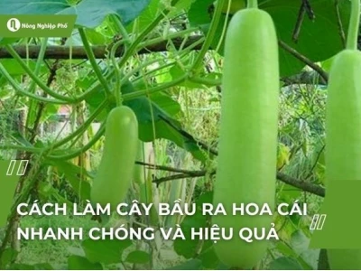 Tại sao bầu ra hoa mà không đậu quả và cách khắc phục hiệu quả