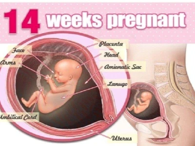 Thai 14 tuần phát triển như thế nào và những lưu ý quan trọng