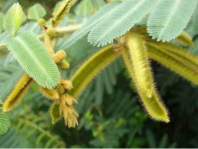 Vì sao cây mắt mèo gây ngứa? Khám phá nguyên nhân và cách phòng tránh