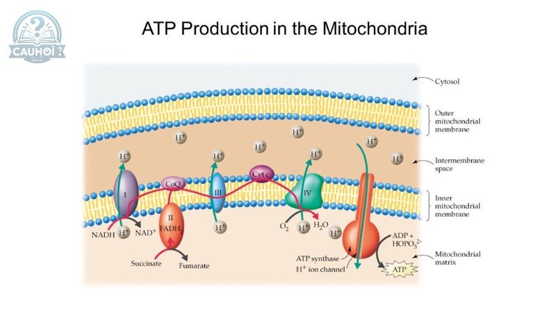 Giới thiệu về ATP