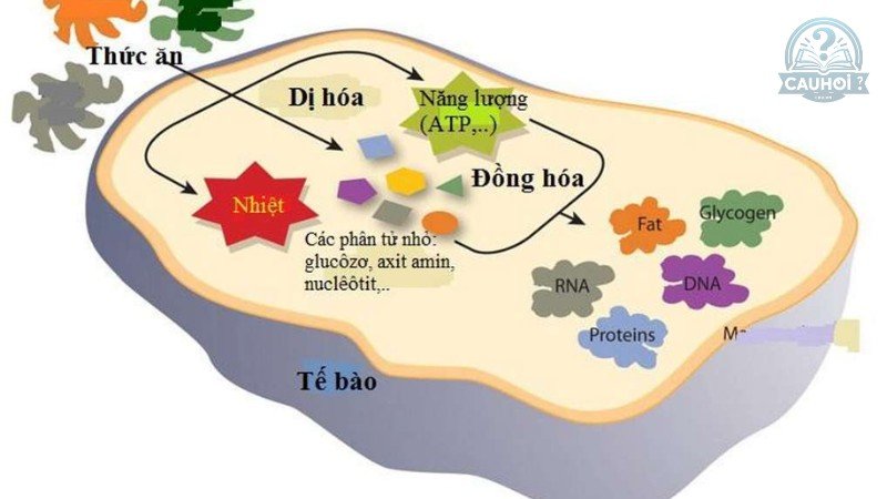 Tại sao gọi là "đồng tiền năng lượng"?