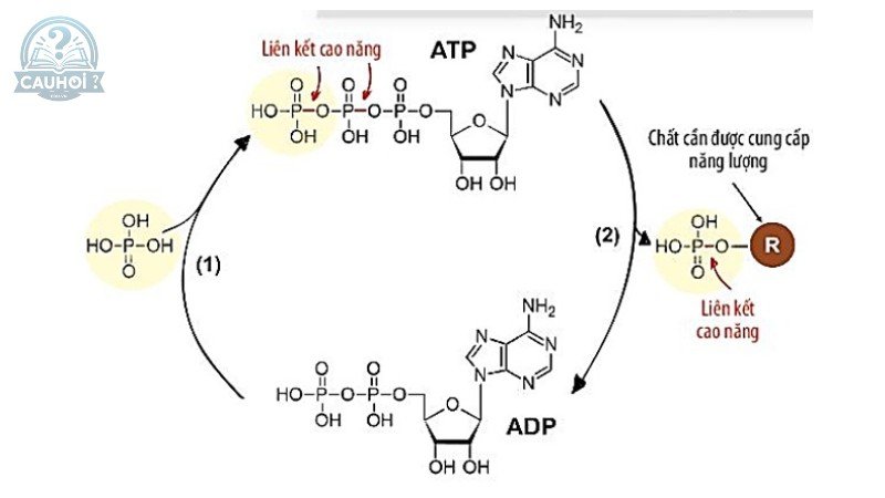 Sự lưu thông và tái chế atp trong cơ thể