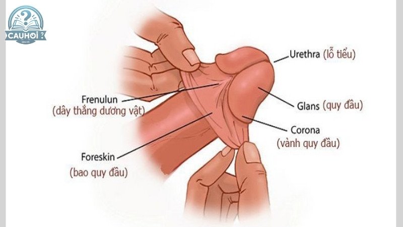 Các dấu hiệu cần phải cắt bao quy đầu