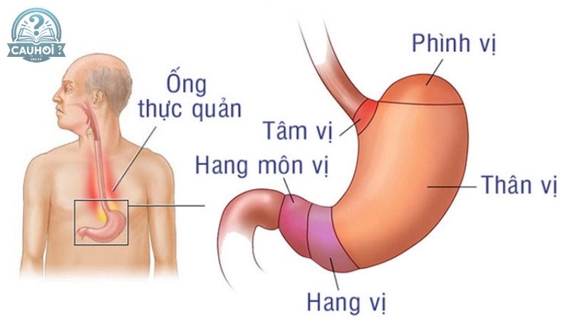 Cấu tạo của dạ dày