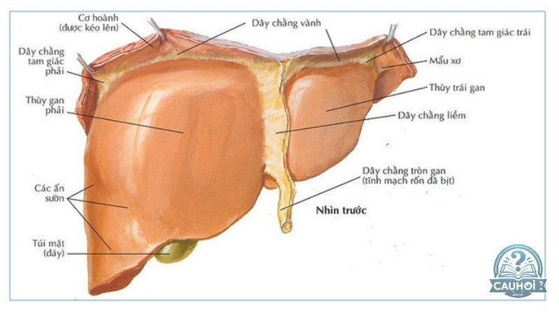 Cấu tạo của gan