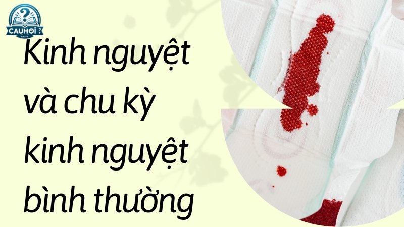 Kinh nguyệt và chu kỳ kinh nguyệt bình thường