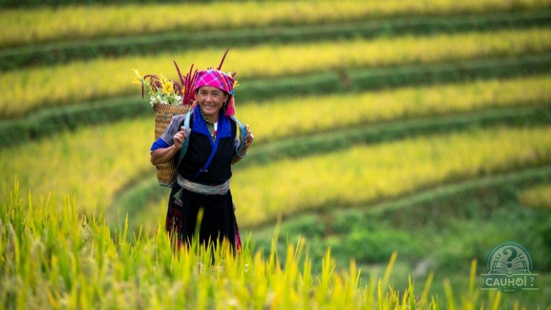 Ruộng bậc thang Mù Cang Chải