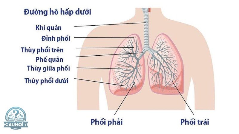 Cấu tạo của phổi