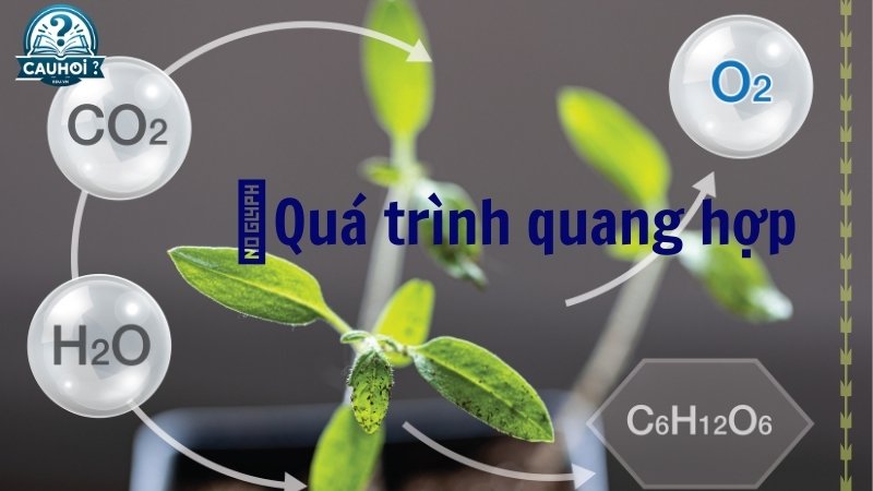 Quá trình quang hợp là gì?