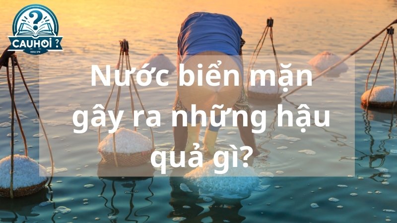 Nước biển mặn gây ra những hậu quả gì?