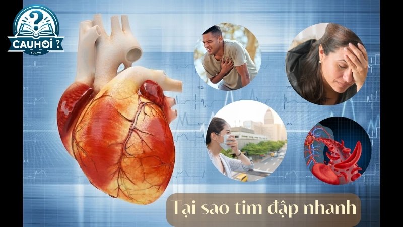 Tại sao tim đập nhanh