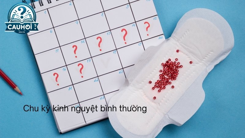 Chu kỳ kinh nguyệt bình thường