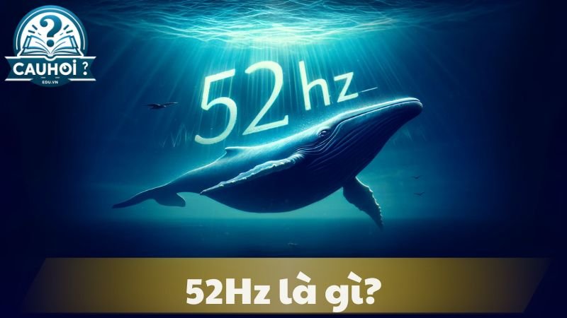 52Hz-la-gi-1