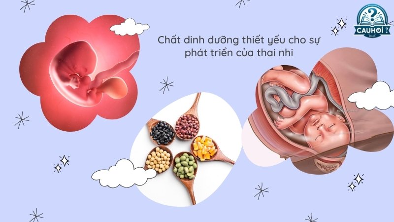 Chất dinh dưỡng thiết yếu cho sự phát triển của thai nhi