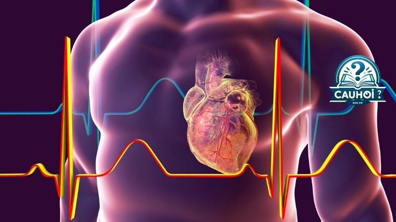 Cơ bản về điện tim (EKG/ECG)
