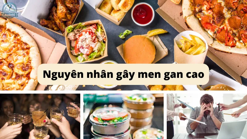 Nguyên nhân gây men gan cao