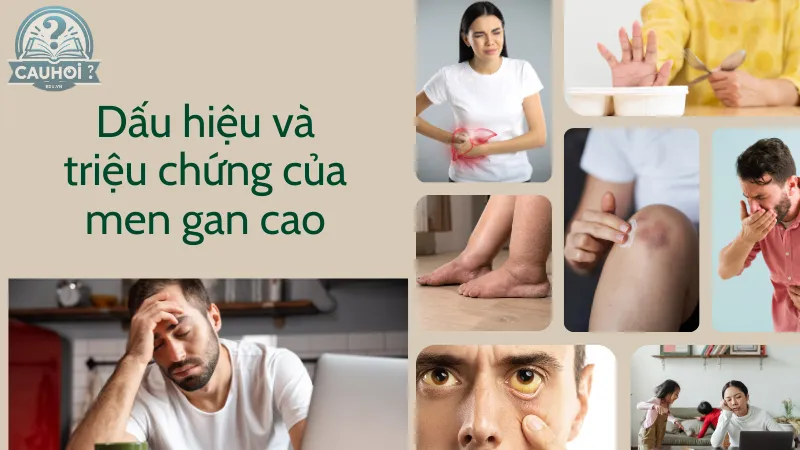 Dấu hiệu và triệu chứng của men gan cao