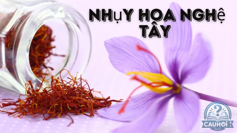 Nhụy hoa nghệ tây là gì?