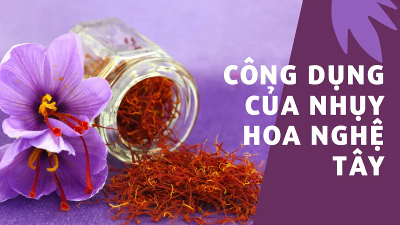 Công dụng của nhụy hoa nghệ tây