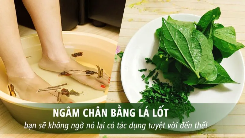 Tác dụng của ngâm chân bằng lá lốt