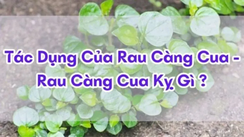 Rau càng cua kỵ gì 2