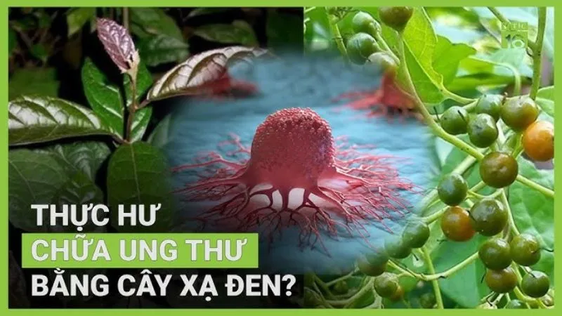 Công dụng của cây xạ đen