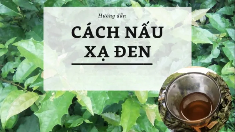 Cách sử dụng cây xạ đen an toàn 5