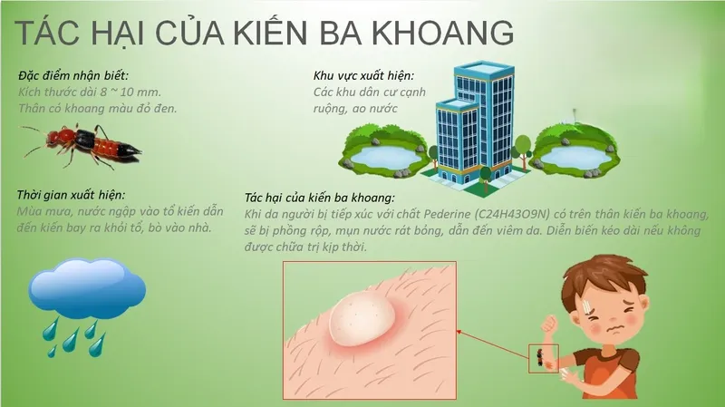 Tác hại của kiến 3 khoang 5