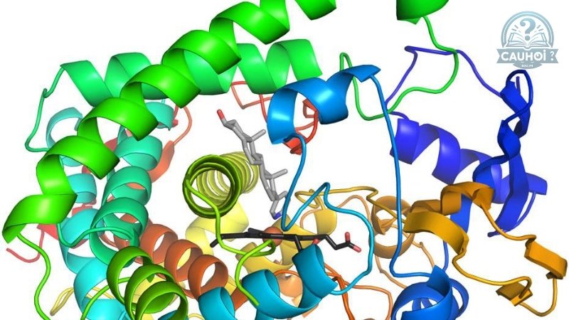 Enzyme là gì 04