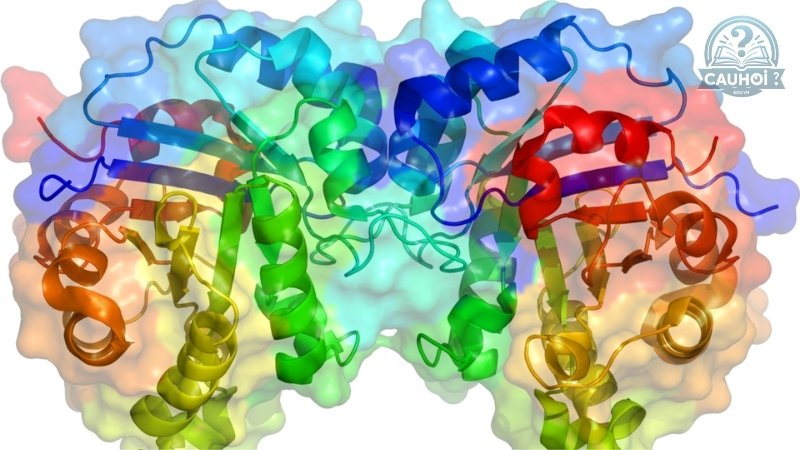 Enzyme là gì 03