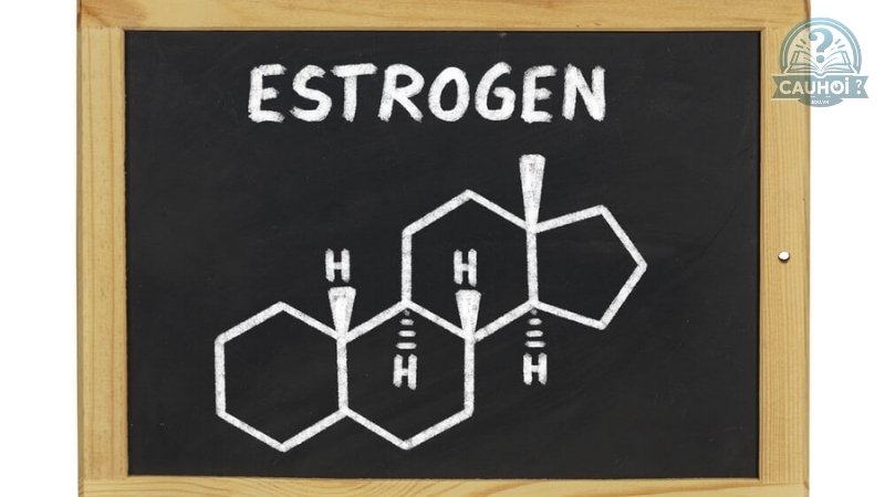 Estrogen là gì 04