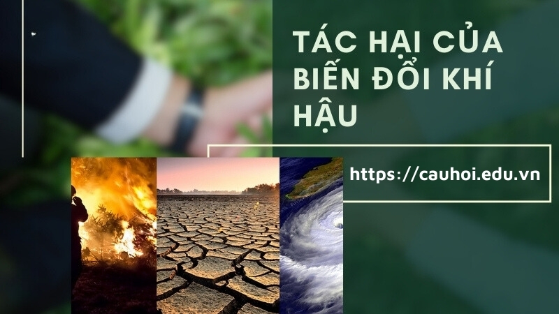 Tác hại của biến đổi khí hậu - Những nguy cơ đáng lo ngại