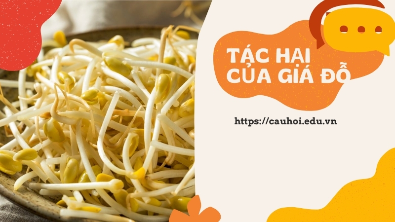 Tìm hiểu tác hại của giá đỗ đối với sức khỏe người tiêu dùng