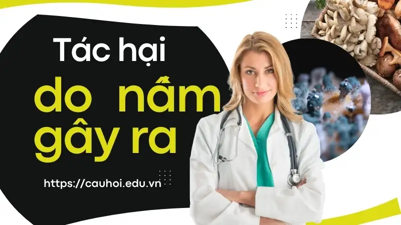 Tác hại do nấm gây ra - Nhận diện và cách phòng tránh